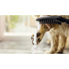 Hansgrohe DogShower - Ručná sprcha pre psa 150x63 mm, čierna matná 26640670