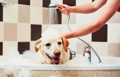 Sprchovanie psíka bez nehôd či stresu? Gombička!